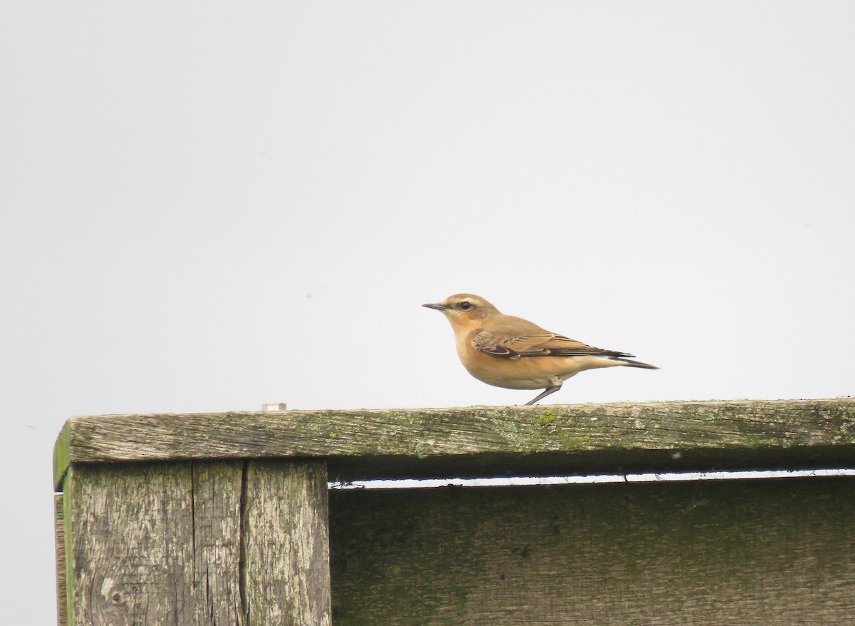 Northern Wheatear - ML70688231