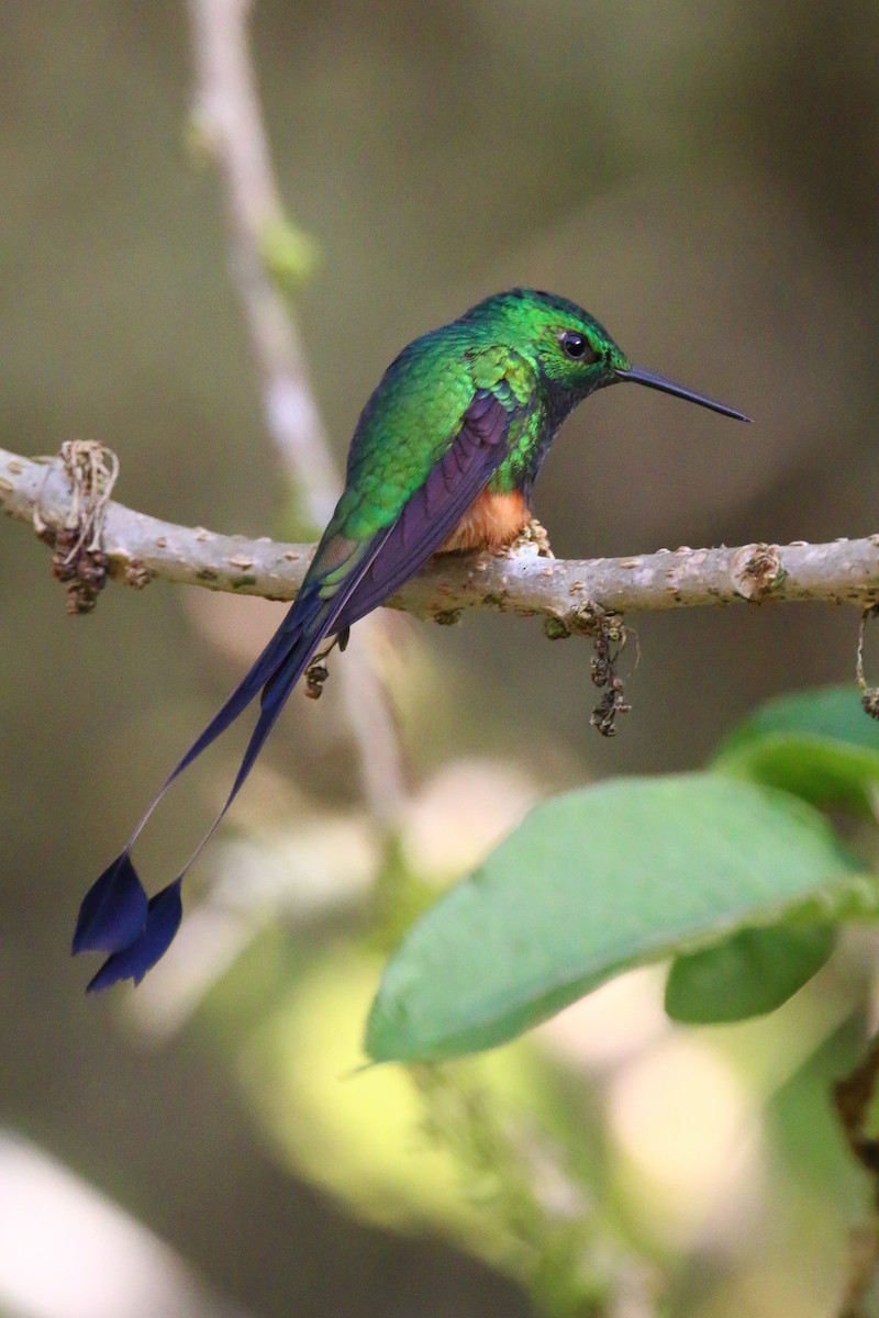 Colibrí de Raquetas Peruano - ML70688291