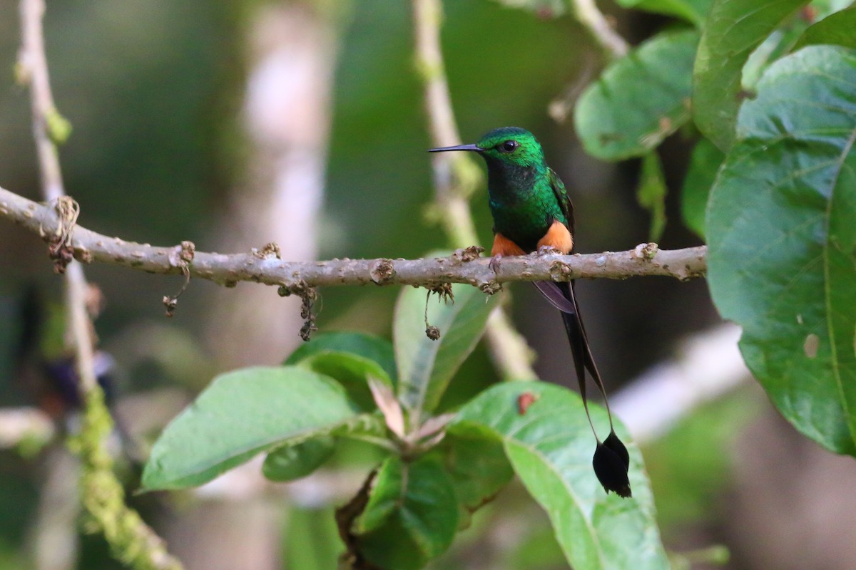 Colibrí de Raquetas Peruano - ML70688331