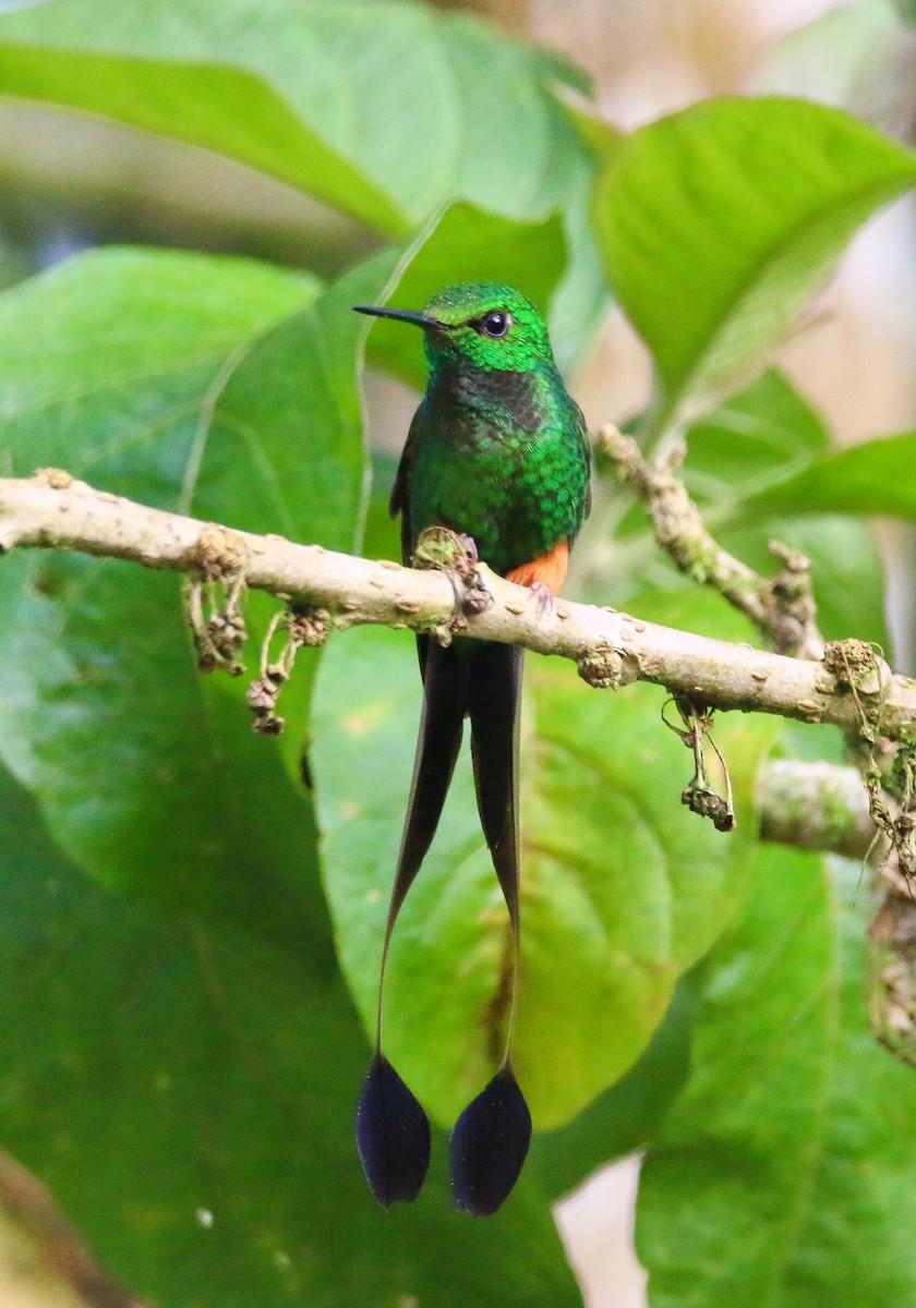 Colibrí de Raquetas Peruano - ML70688431