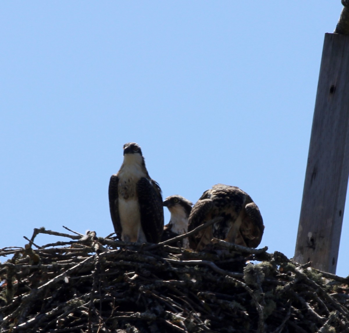 Osprey - Adam Woodis