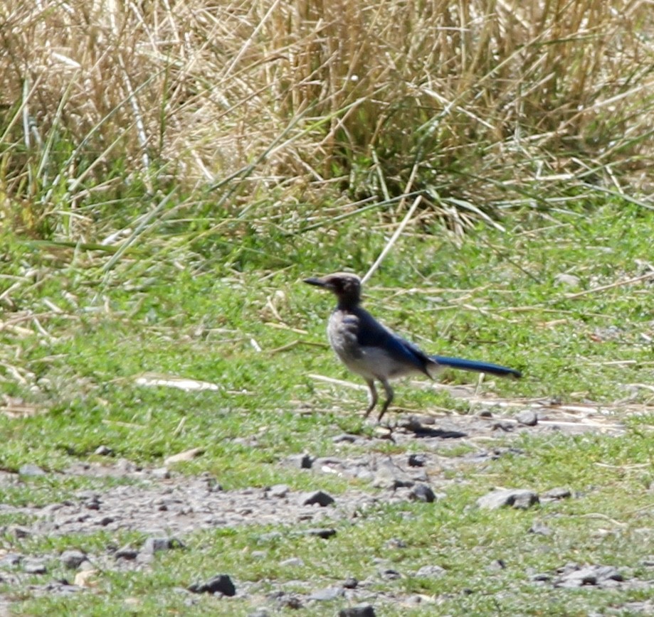 California Scrub-Jay - ML70689521