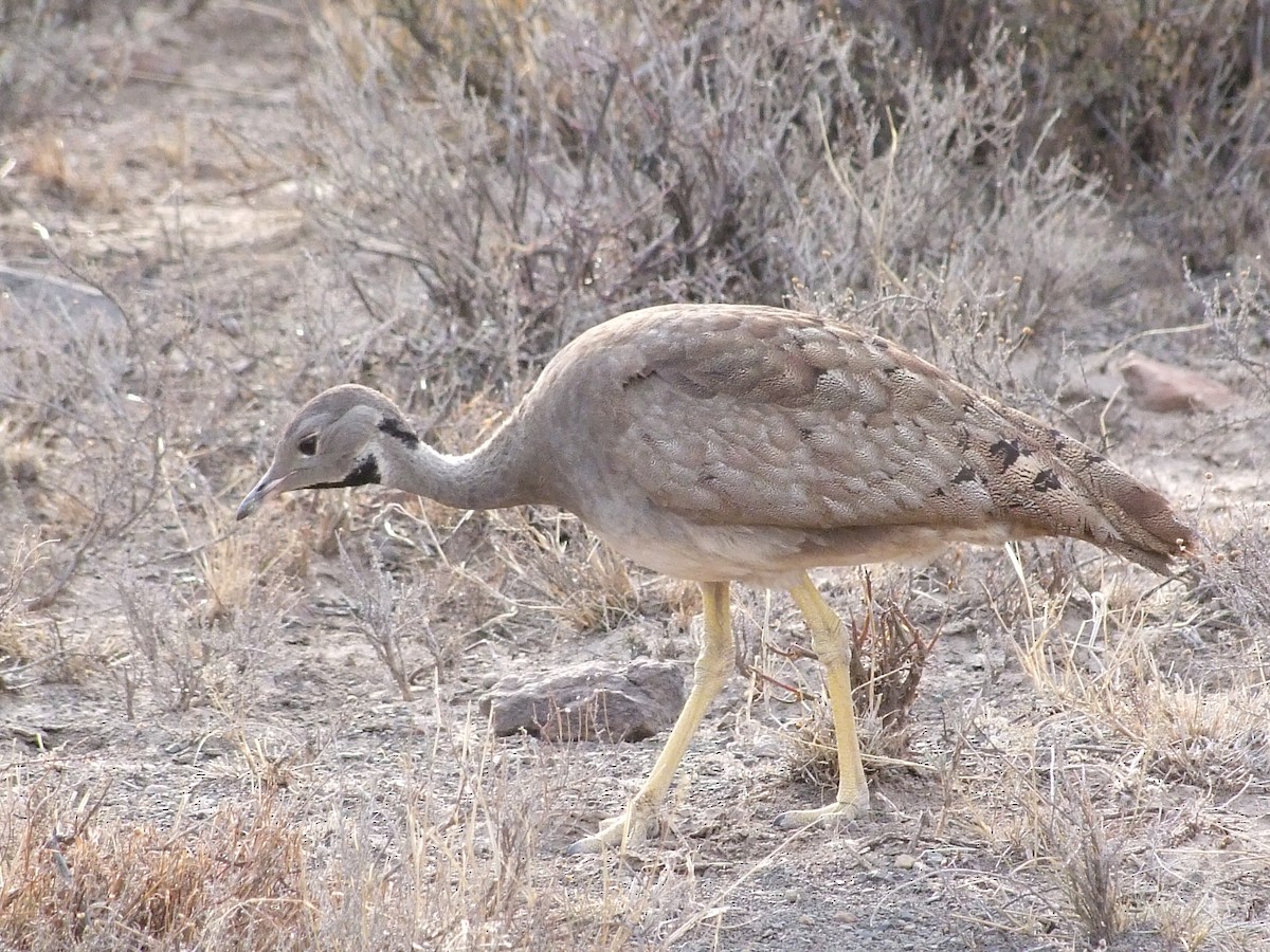 Karoo Bustard - Wigbert Vogeley