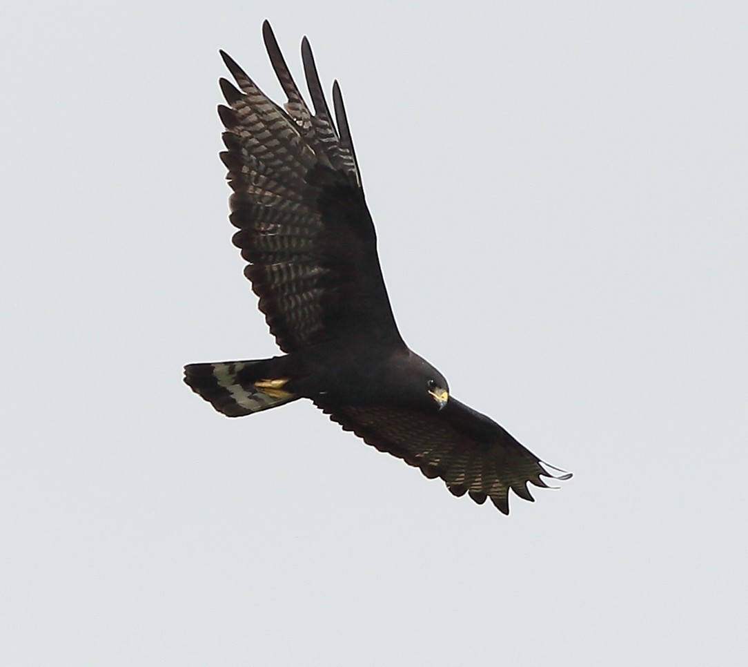 Zone-tailed Hawk - Patricia Isaacson