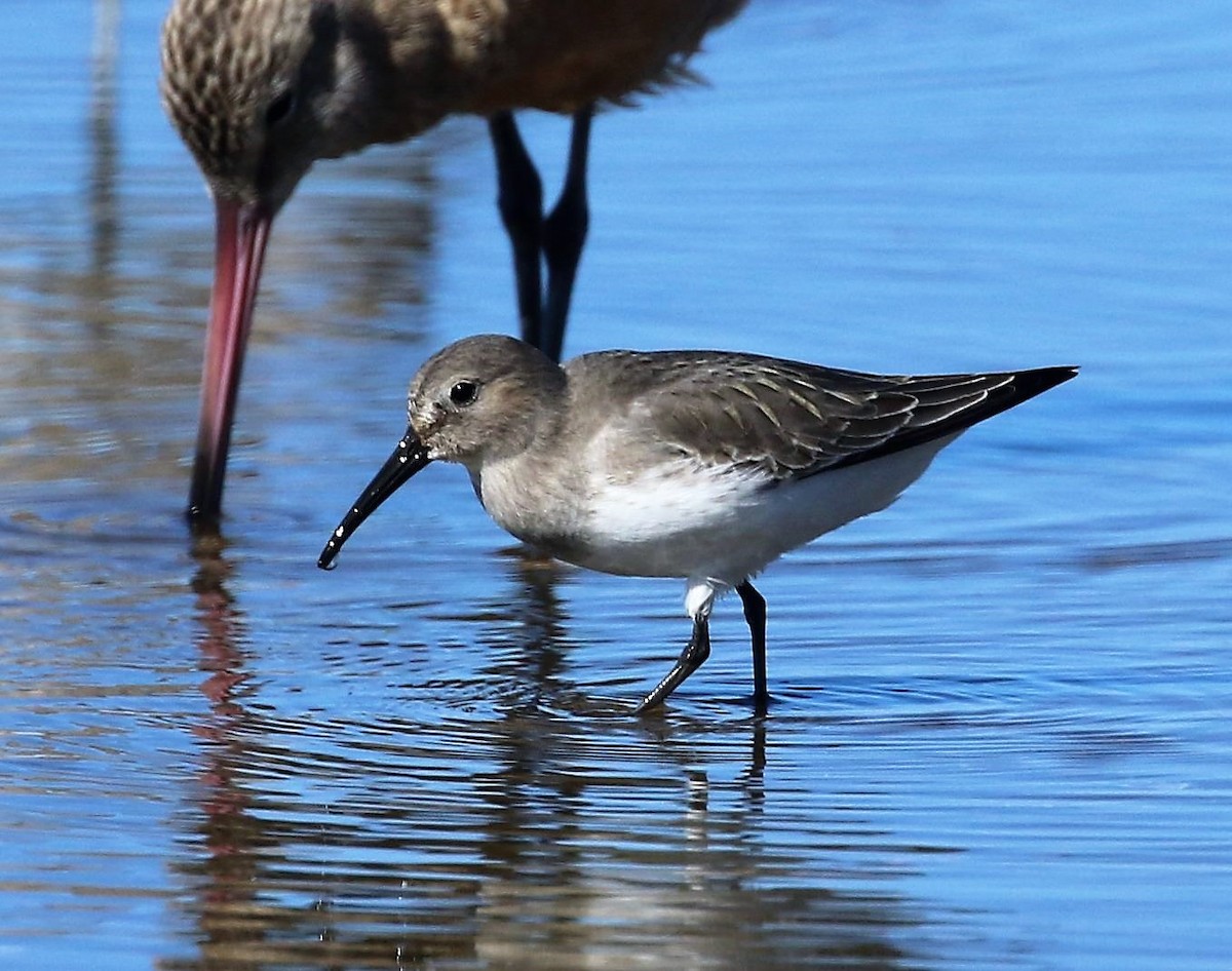 Dunlin - ML70691531