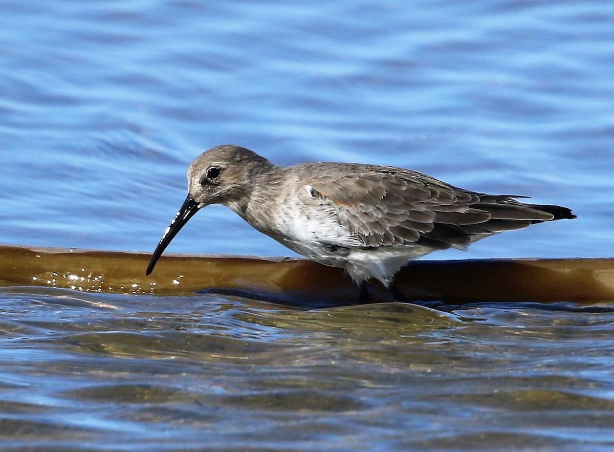 Dunlin - ML70691551