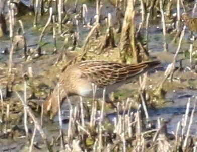 Pectoral Sandpiper - ML70691931