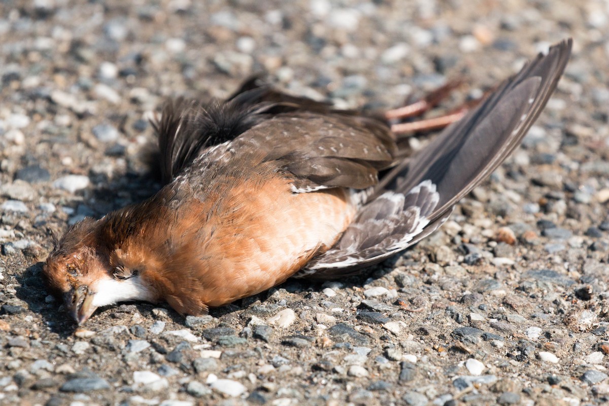 Band-bellied Crake - Gwan Ling Lin