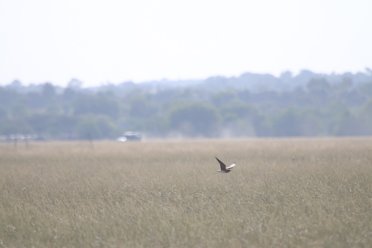 Oriental Pratincole - Dhyey Shah