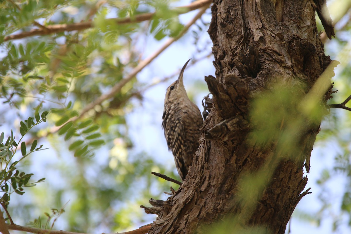 Indian Spotted Creeper - ML70692621