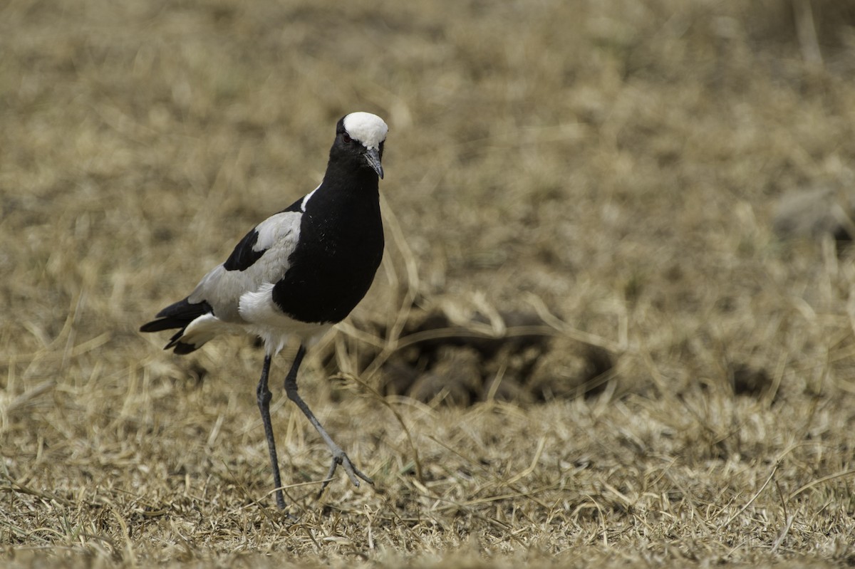 Blacksmith Lapwing - Robert Johnson