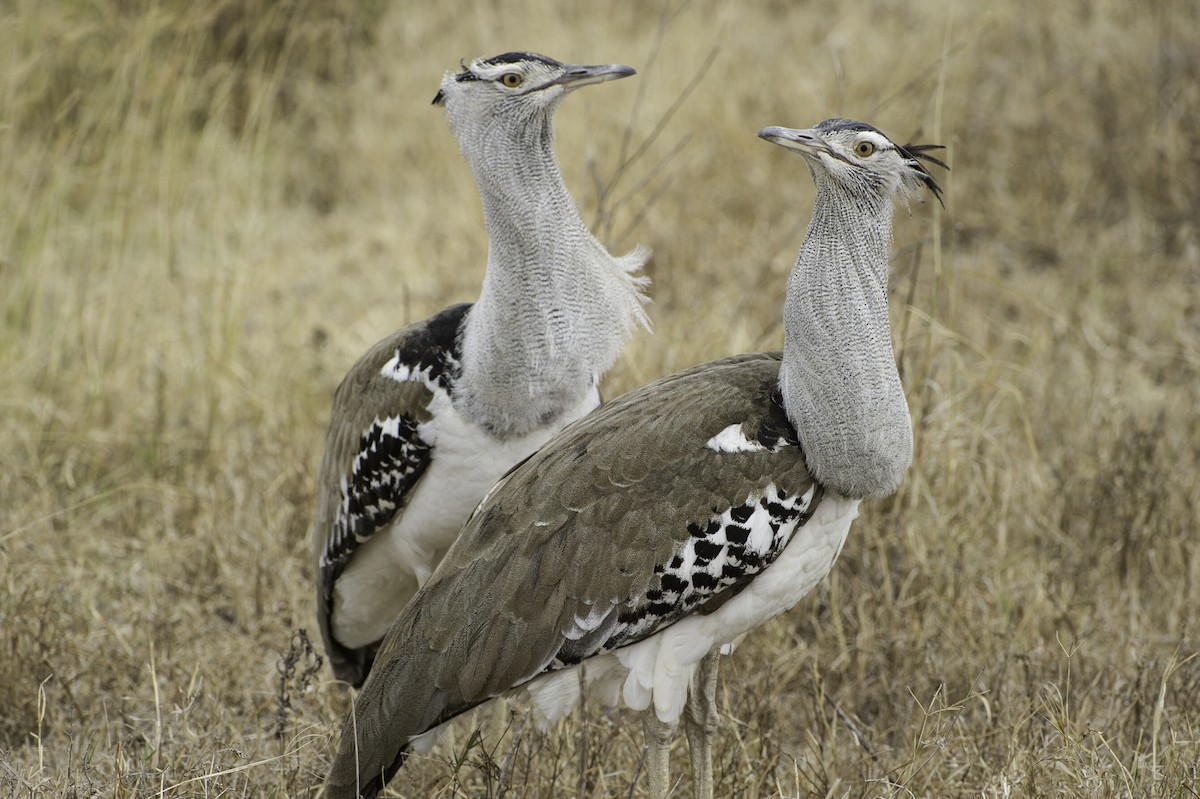 Kori Bustard - ML70694031