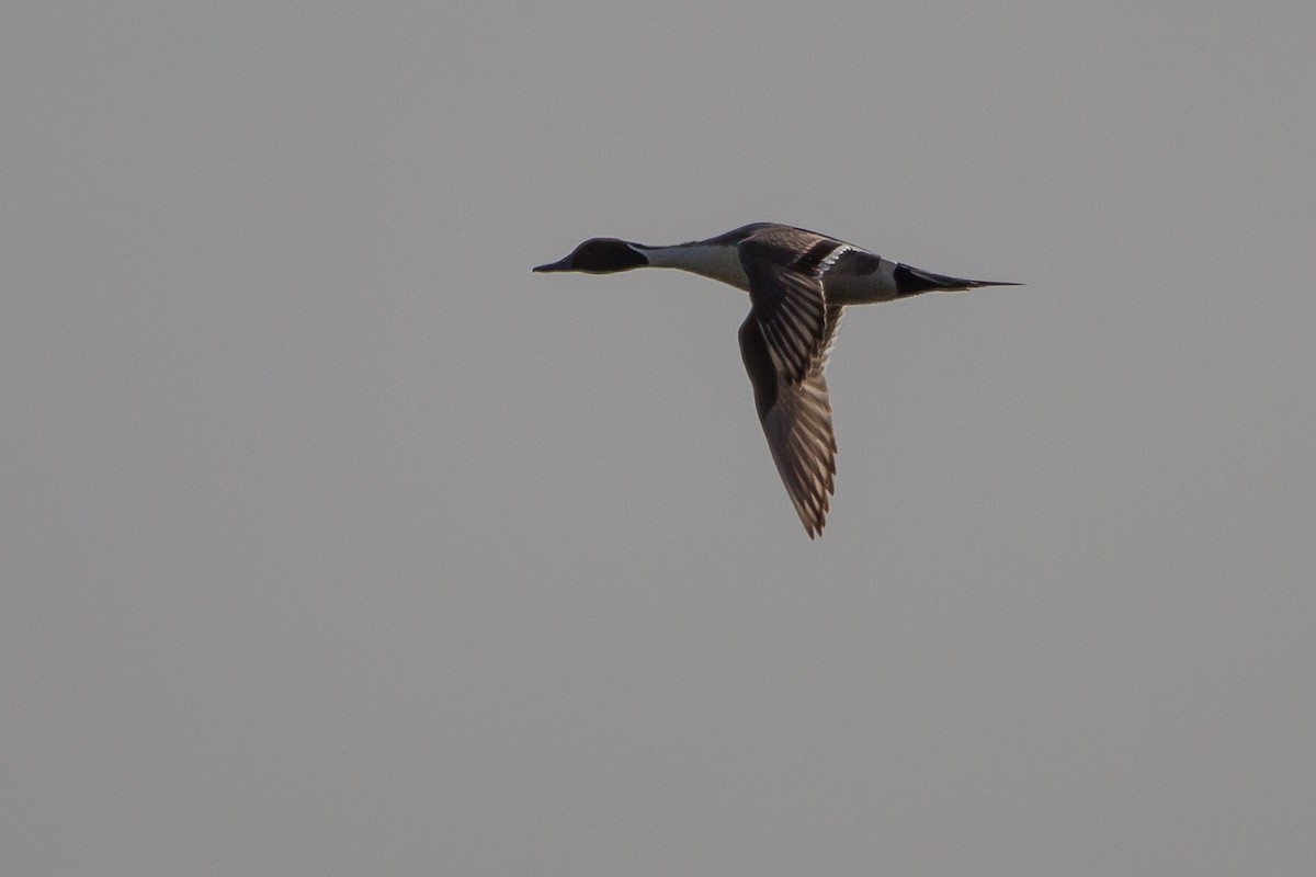 Northern Pintail - ML706947