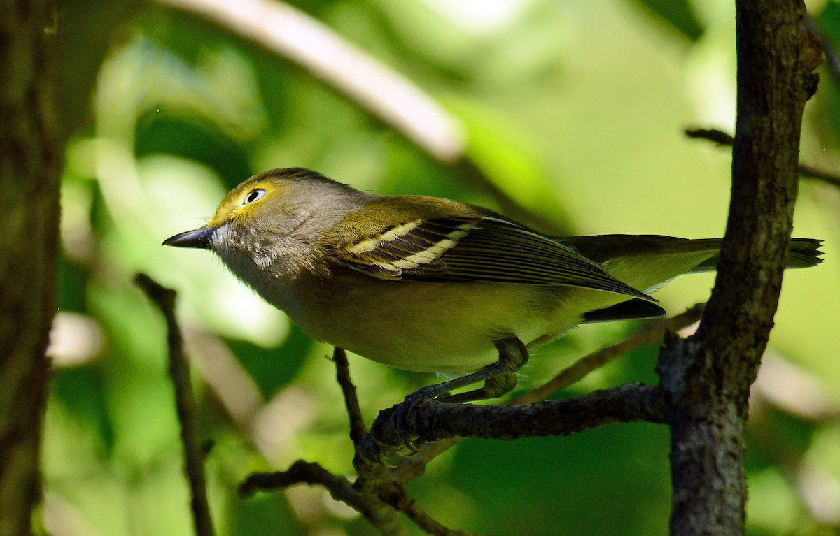 Ak Gözlü Vireo - ML70695451