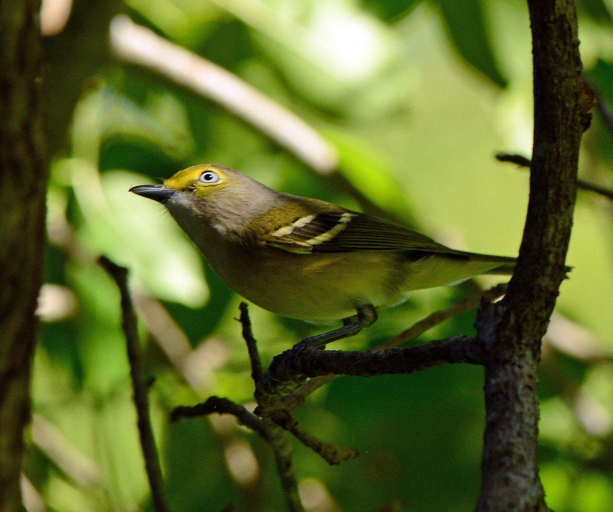 Ak Gözlü Vireo - ML70695461