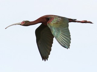 Breeding adult - White-faced Ibis