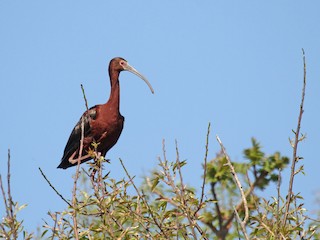 Habitat - White-faced Ibis