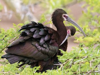 Breeding adult - White-faced Ibis