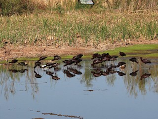Habitat - White-faced Ibis