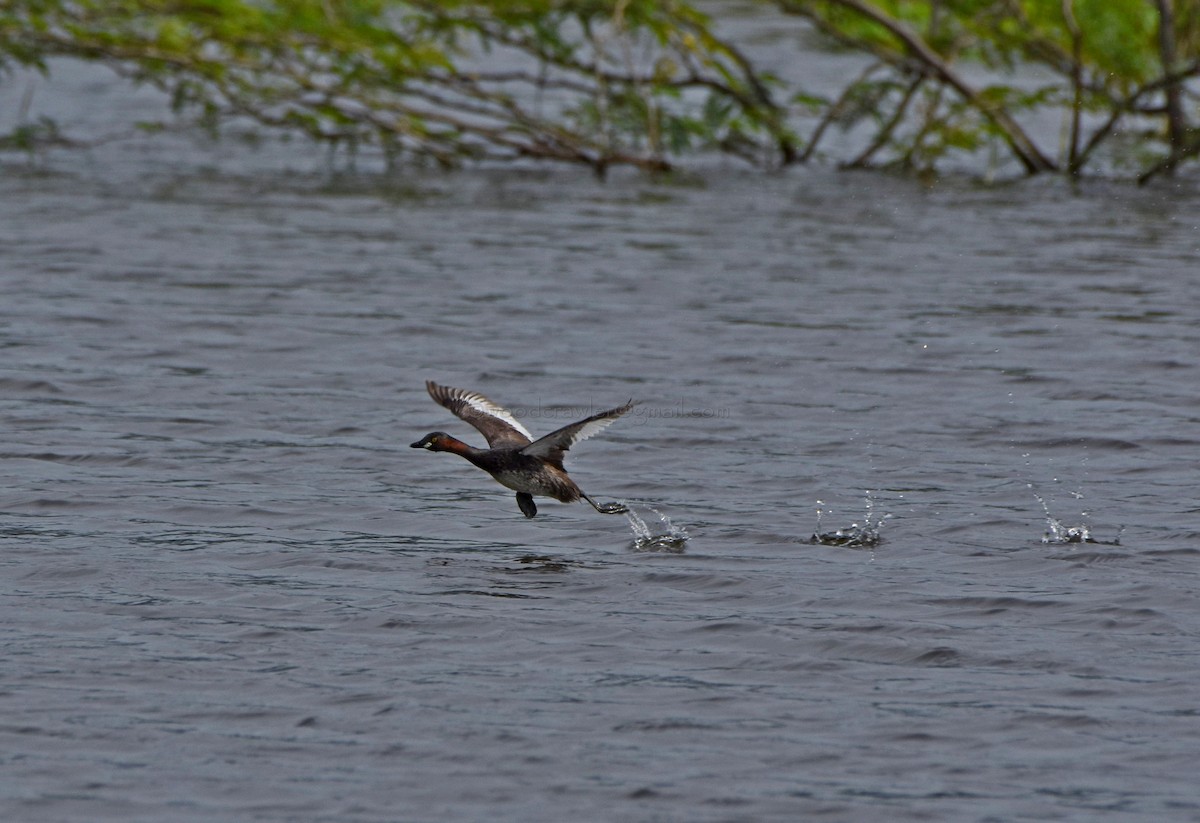 Little Grebe - Rajesh Radhakrishnan