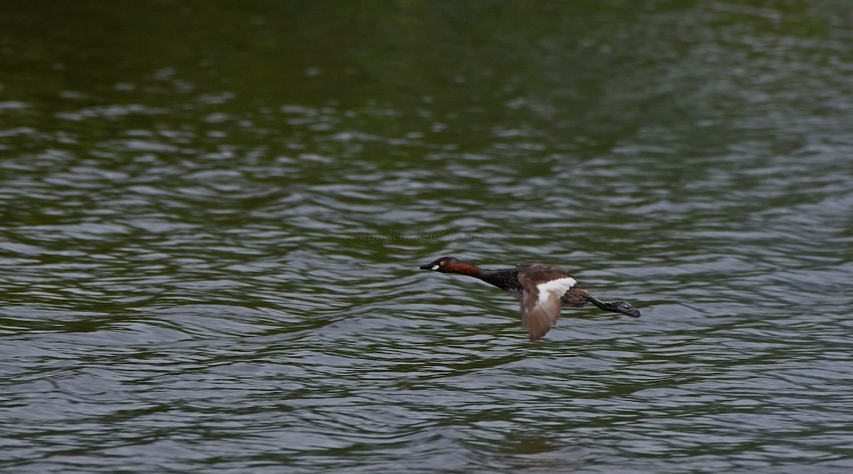 Little Grebe - Rajesh Radhakrishnan