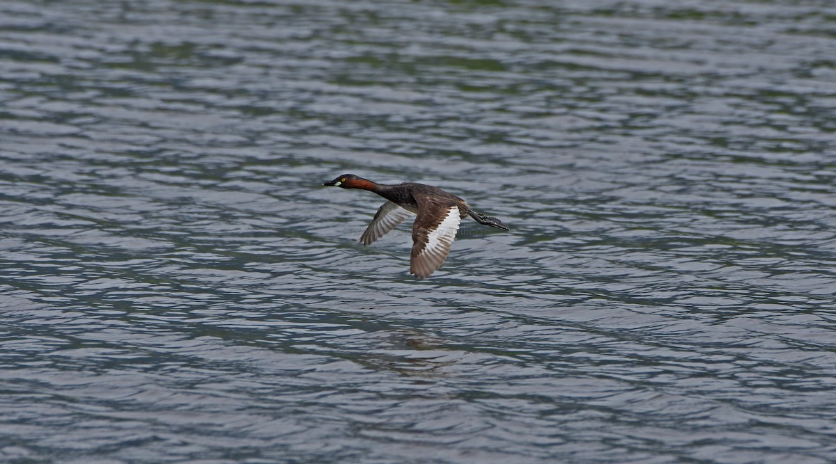 Little Grebe - ML70696081