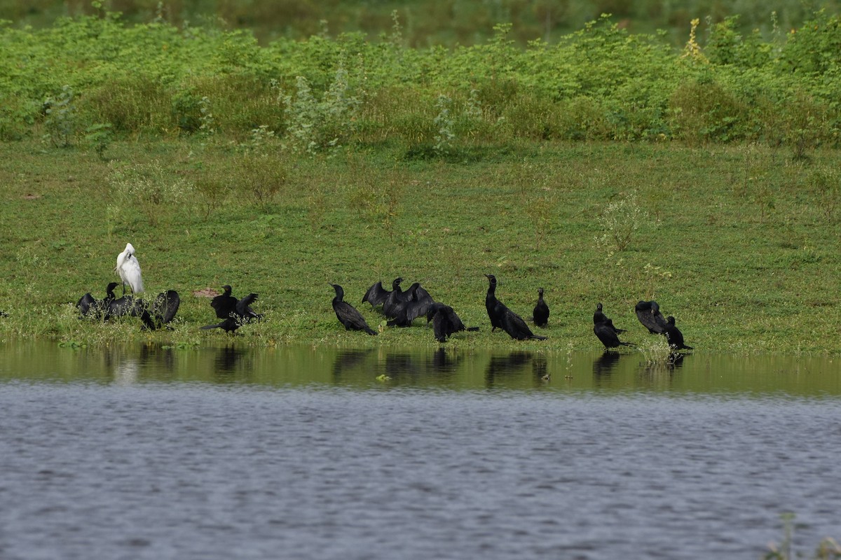 Little Cormorant - ML70696181