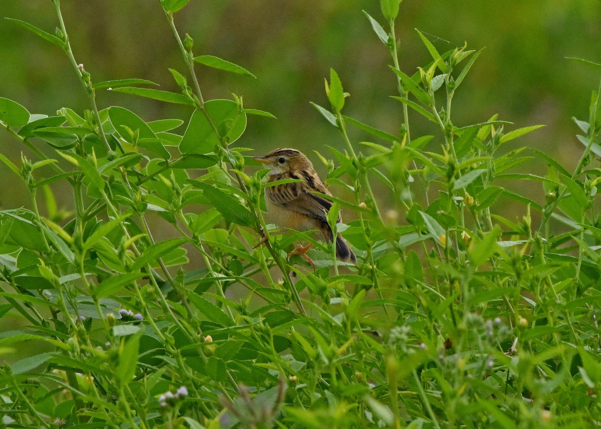 Zitting Cisticola - ML70696341