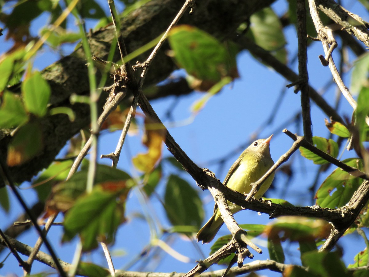 Connecticut Warbler - ML70697901
