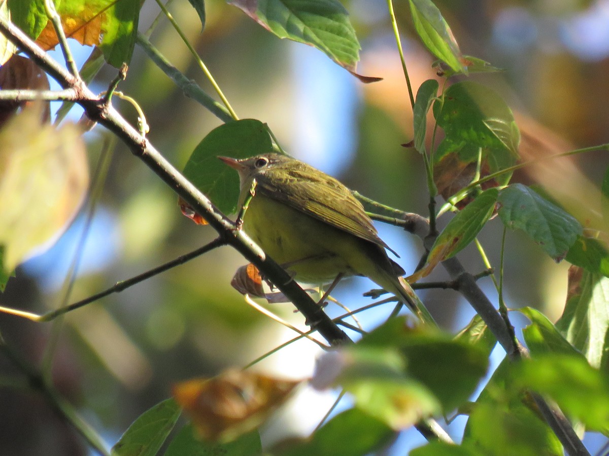 Connecticut Warbler - ML70697961