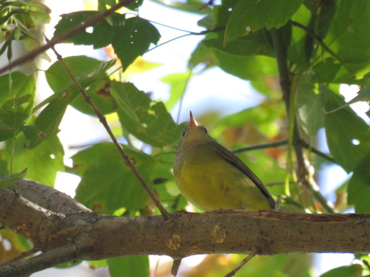 Connecticut Warbler - ML70698011