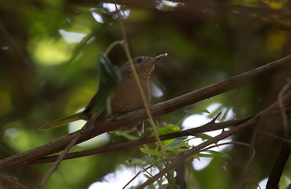 Grauer's Warbler - ML706984