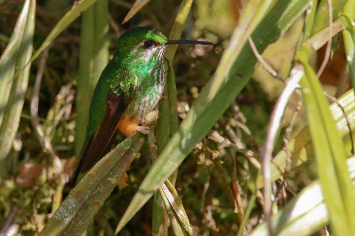 Peruvian Racket-tail - ML70698941