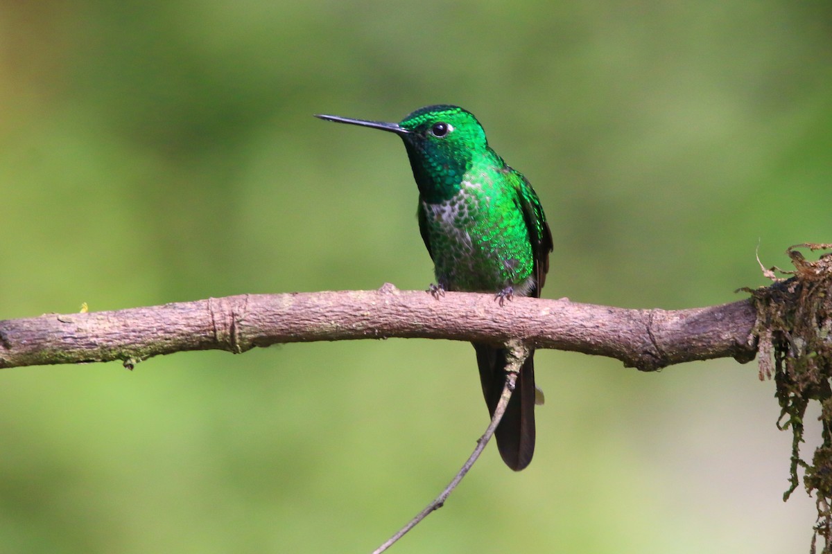 Rufous-vented Whitetip - ML70698971