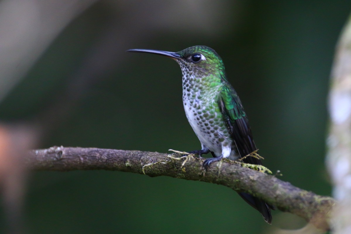 Many-spotted Hummingbird - ML70698991