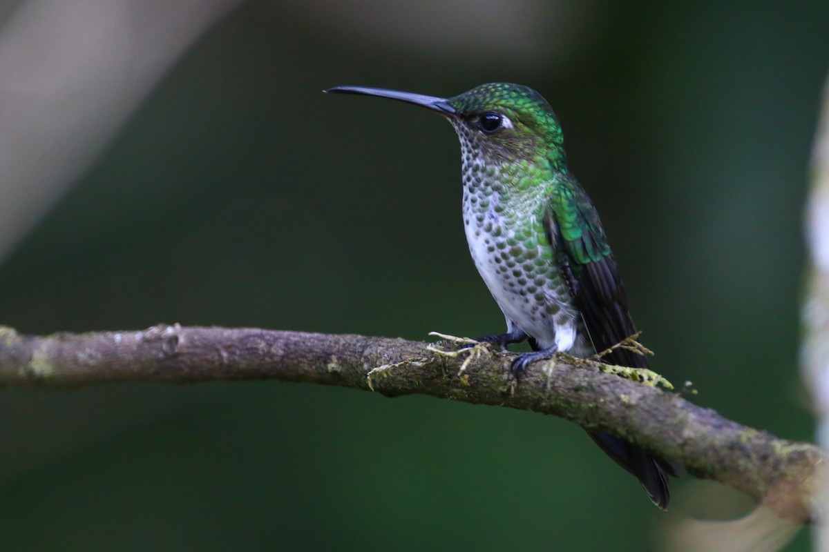 Many-spotted Hummingbird - ML70699001