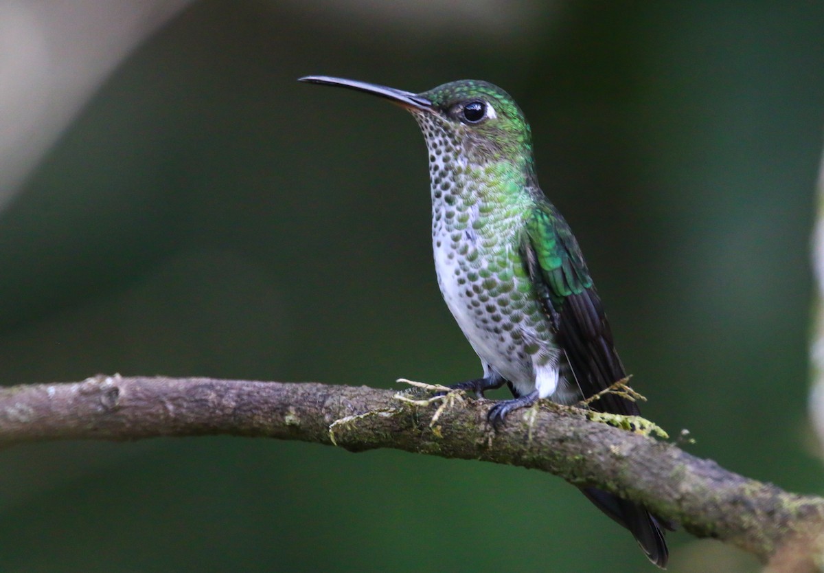 Many-spotted Hummingbird - ML70699031