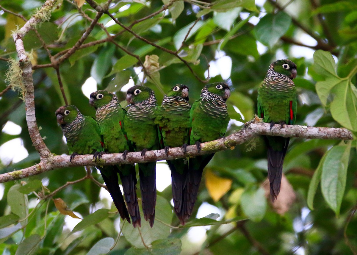 Conure de Souancé - ML70699061