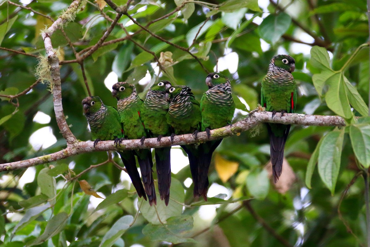 Maroon-tailed Parakeet - ML70699101