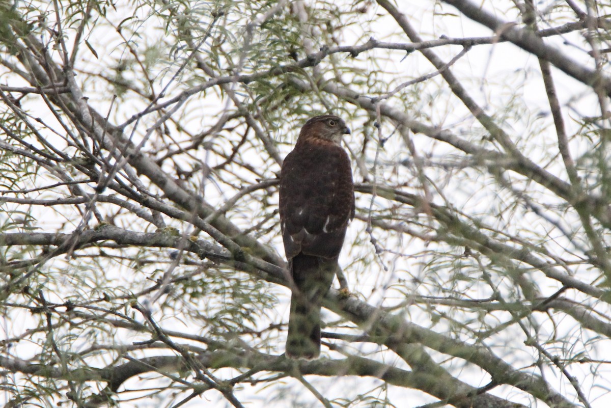 Sharp-shinned Hawk - Vincent O'Brien