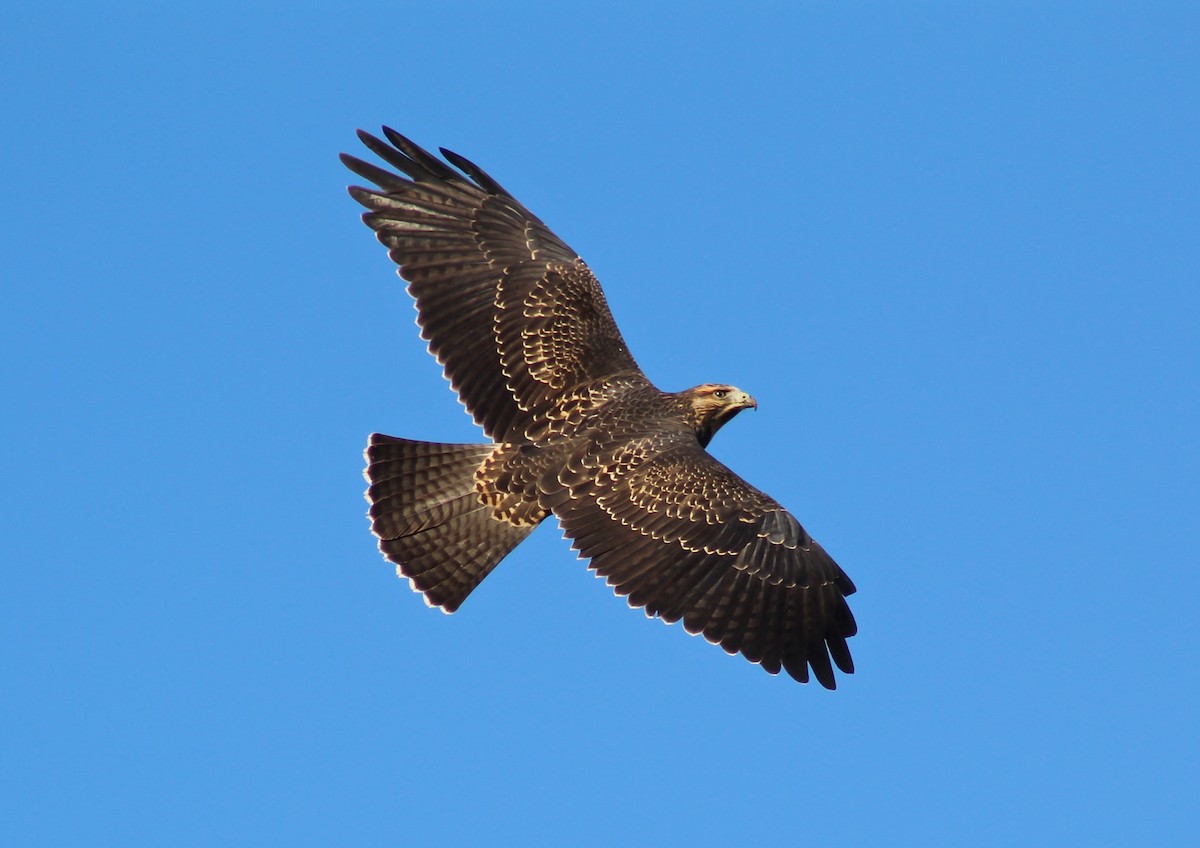 Swainson's Hawk - Cédric Duhalde