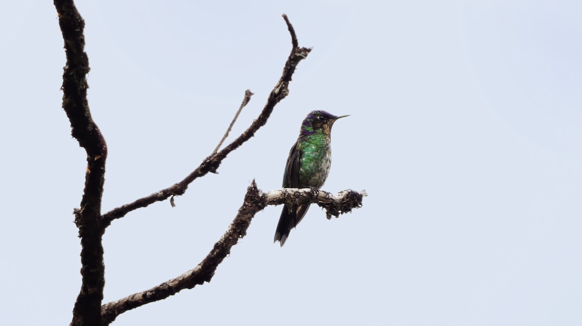 Purple-backed Thornbill - ML70701841