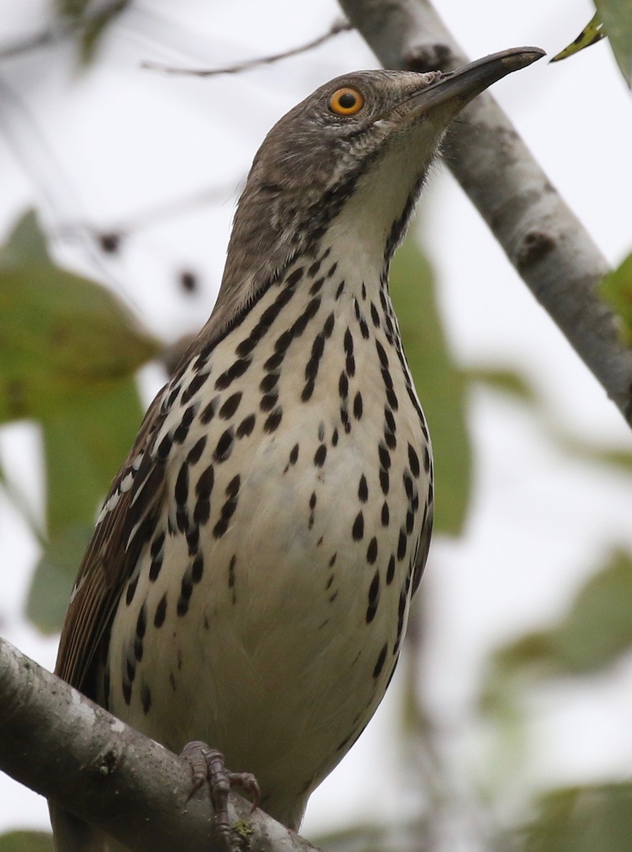 Long-billed Thrasher - ML70702711