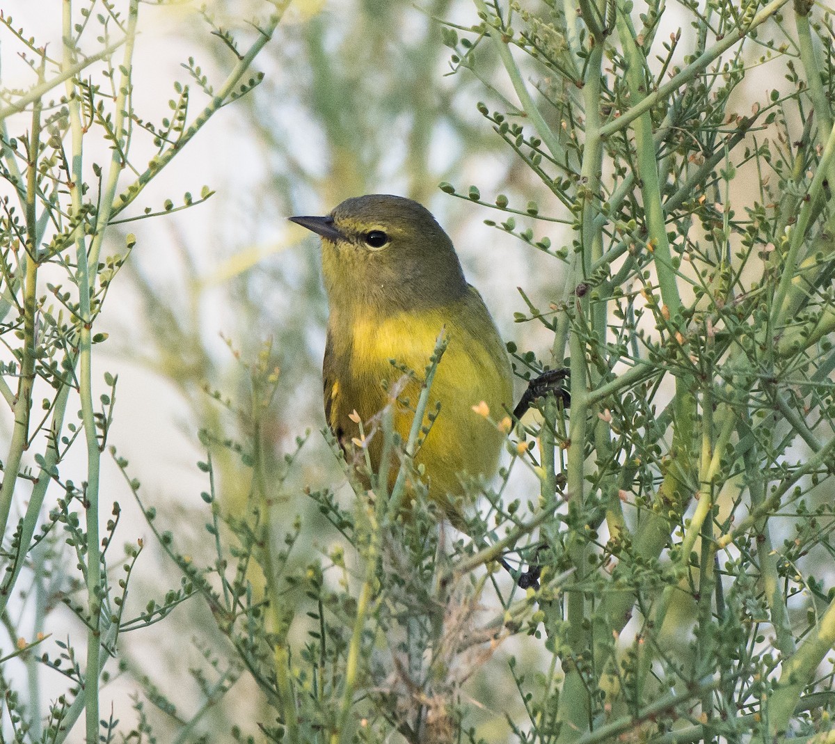 Orangefleck-Waldsänger (celata/orestera) - ML70703481