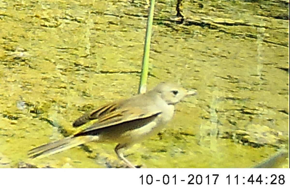 Шөвгөр зэржгэнэ - ML70703971