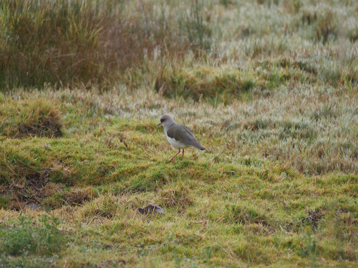 Andean Lapwing - Richard Hasegawa