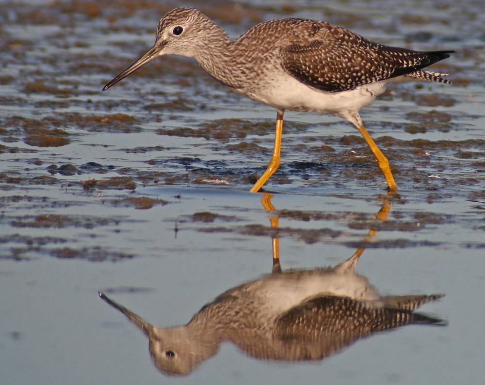 Greater Yellowlegs - Corey Finger