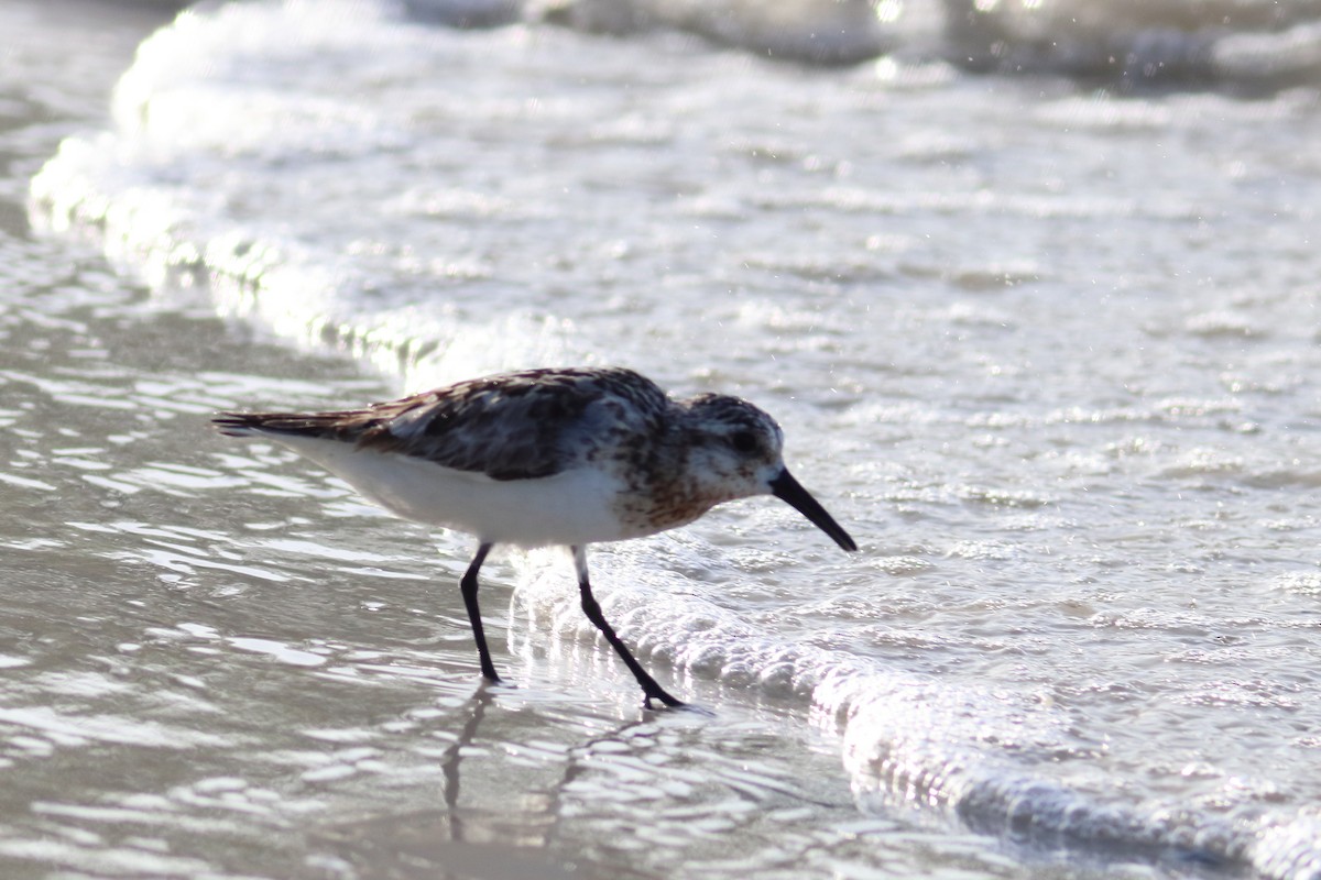 Bécasseau sanderling - ML70705081