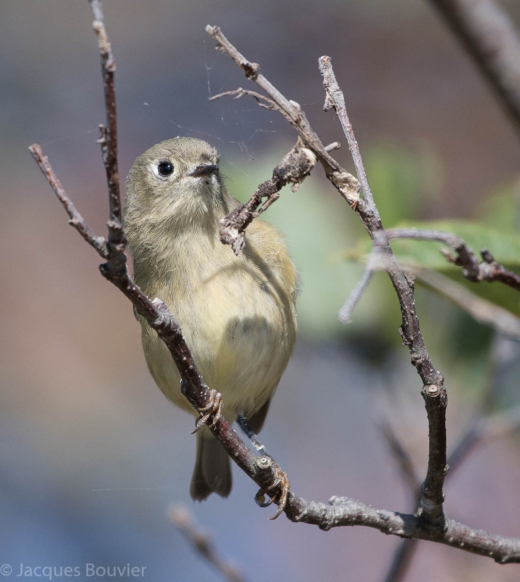 Ruby-crowned Kinglet - Jacques Bouvier