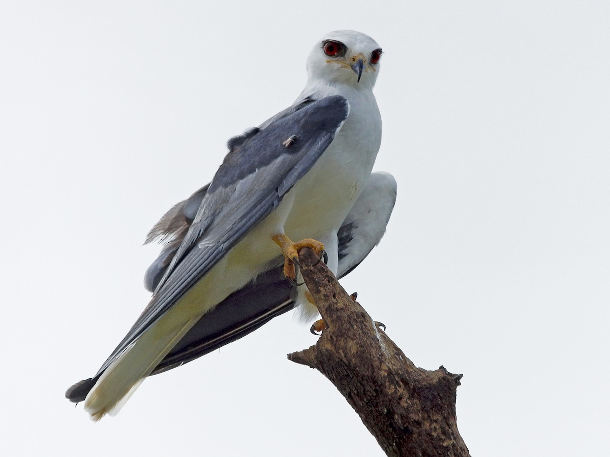 Adult